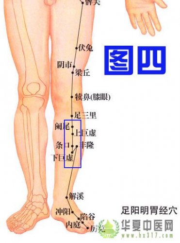 足阳明胃经.jpg