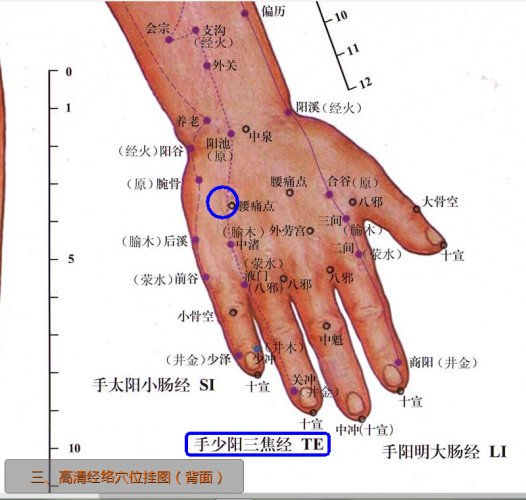 手背经穴：少阳三焦经、经外奇穴腰痛点.jpg