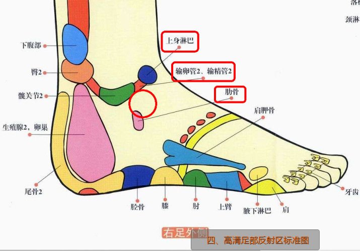 足外侧反射区：上身淋巴腺、输卵管、肋骨.jpg