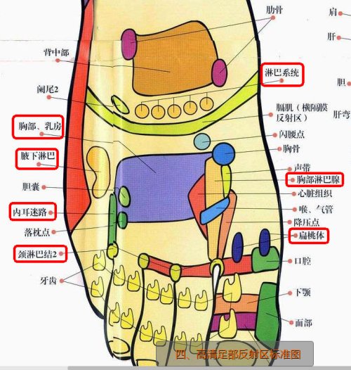 手腕背面、手背、足踝前面、足背，这四个地方广泛分布有上下身的淋巴反射区.jpg