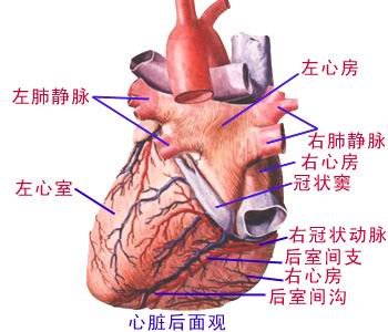 心的外形后面 - 解剖图片.jpg