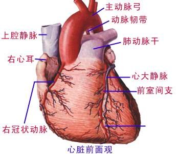 心的外形前面 - 解剖图片.jpg