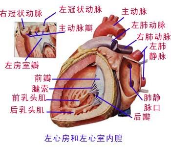 左心室、左心房 - 解剖图片.jpg