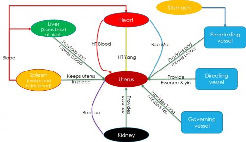 Relationship with uterus.jpg