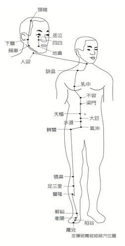 足阳明胃经经络穴位图.jpg