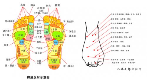 足底反映点.jpg