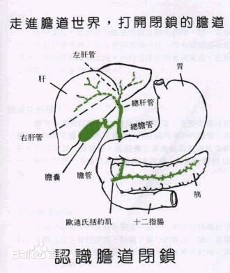 胆.jpg