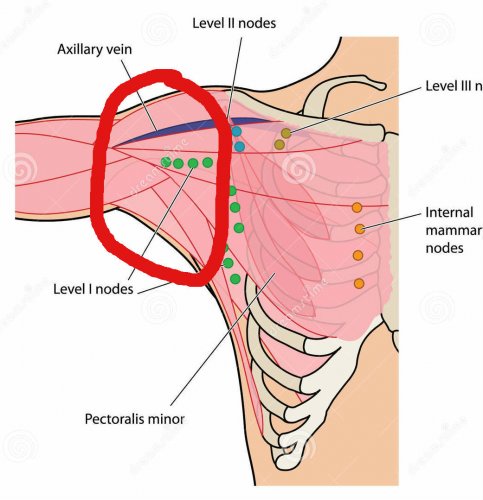 胸口和腋下的淋-结-24595952_看图王.jpg