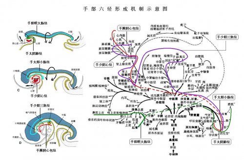 手六经形成机制示意图.JPG