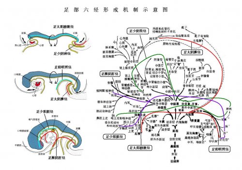 足六经形成机制示意图.JPG