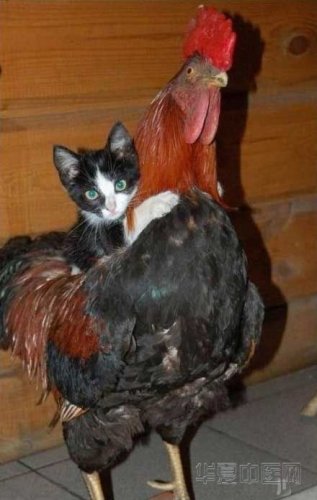 catchicken.jpg