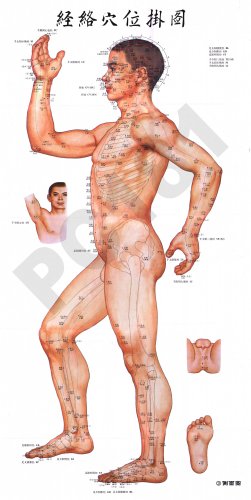 经络穴位挂图（侧面）.jpg