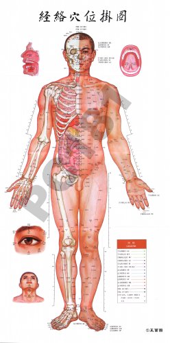 经络穴位挂图（正面）.jpg
