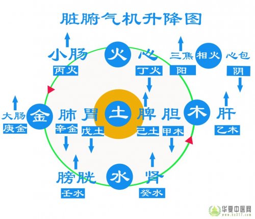 脏腑气机升降图.jpg