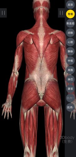 Screenshot_20180905-221614_3Dbody解剖.jpg