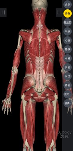 Screenshot_20180905-221610_3Dbody解剖.jpg