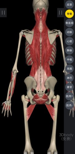 Screenshot_20180905-221602_3Dbody解剖.jpg